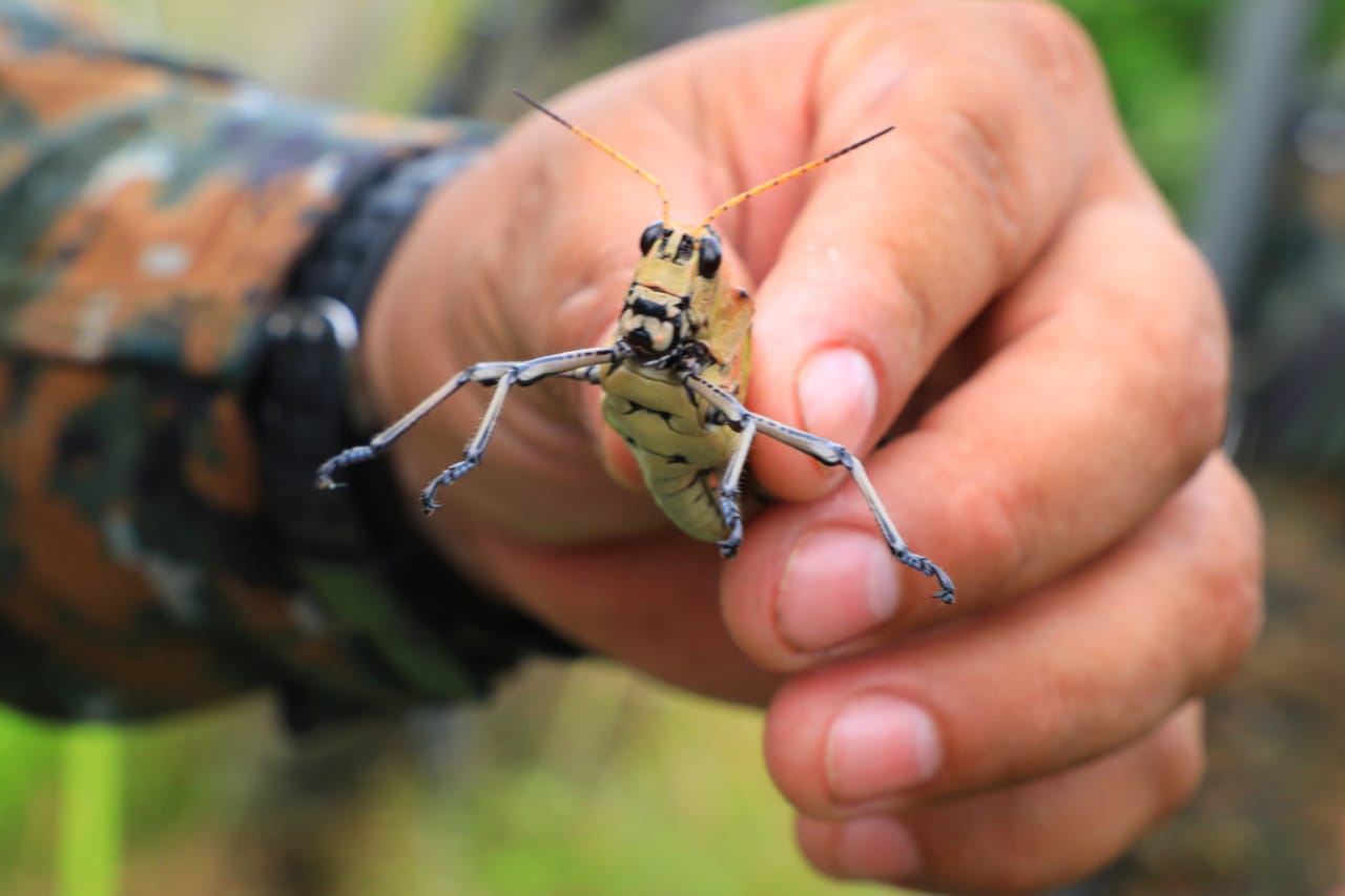 FAES participa en capacitación del MAG para identificar y eliminar plaga de langostas voladoras faes-participa-en-capacitacion-del-mag-para-identificar-y-eliminar-plaga-de-langostas-voladoras